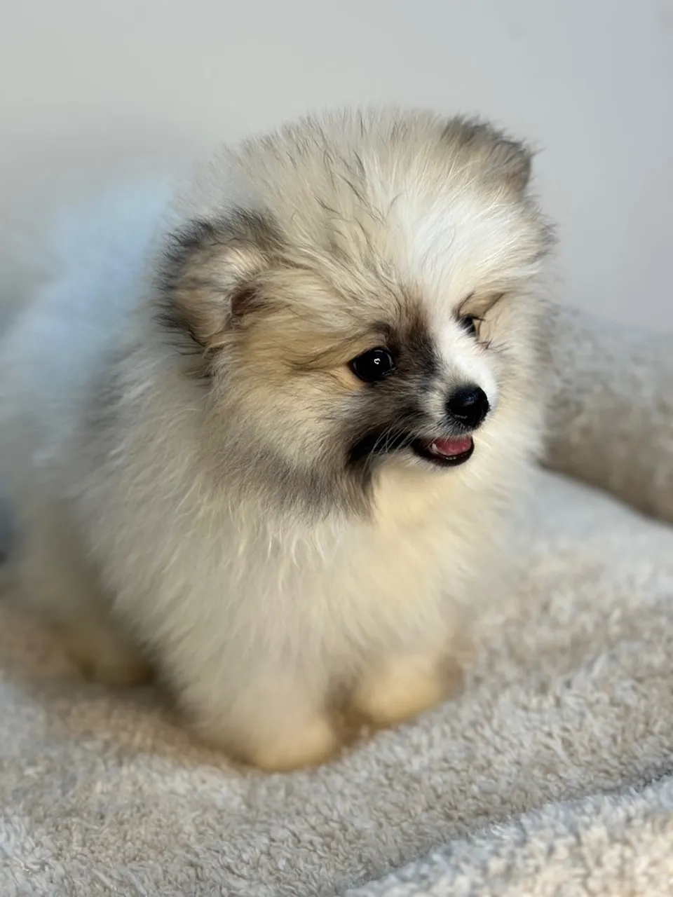 Filhote de Spitz Alemão/ Lulu-da-Pomerania