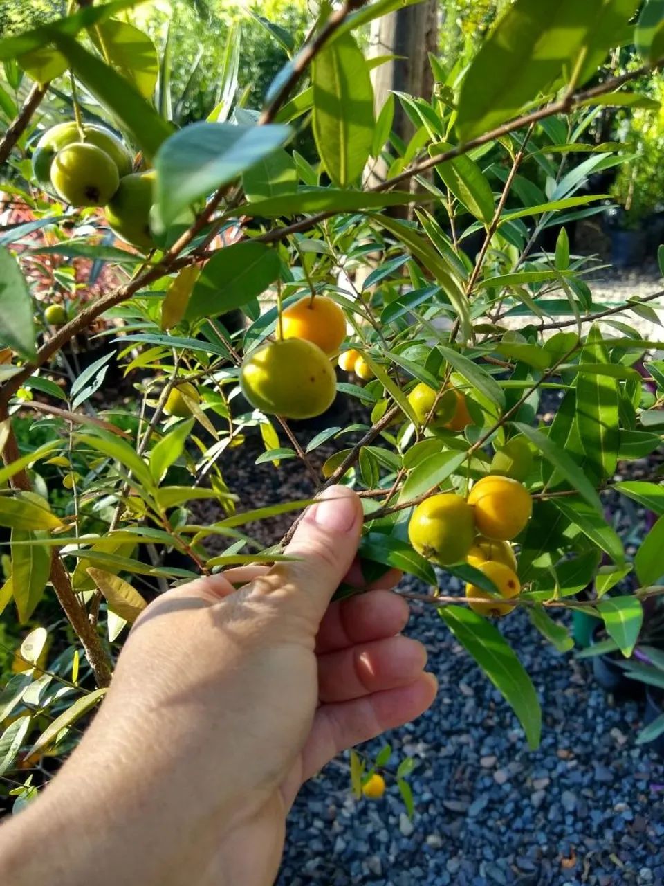 Mudas frutíferas produzindo em Criciúma-Sc - Foto 5