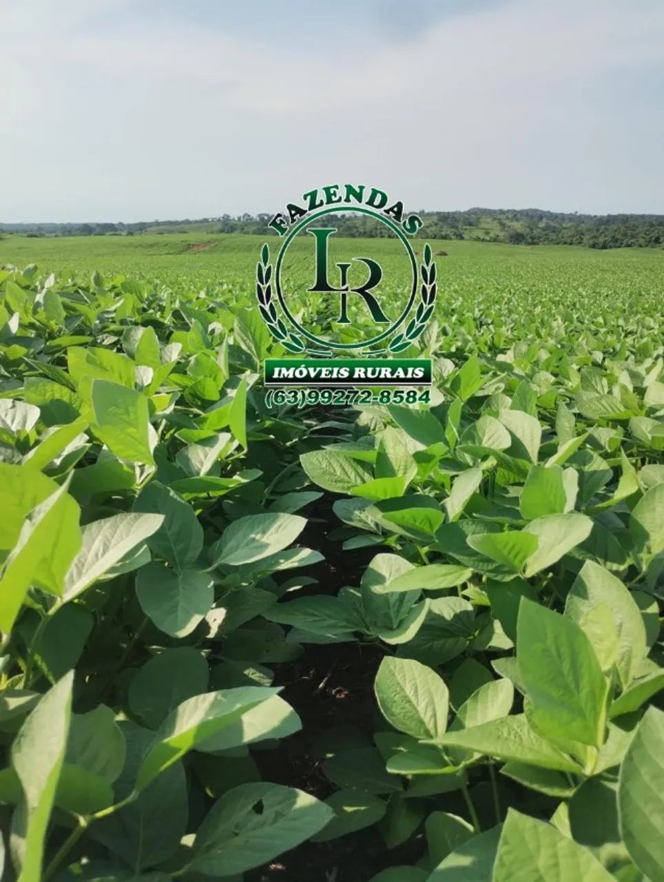Fazenda de 378 Alqueires, Agricultura/Pecuária - Foto 5