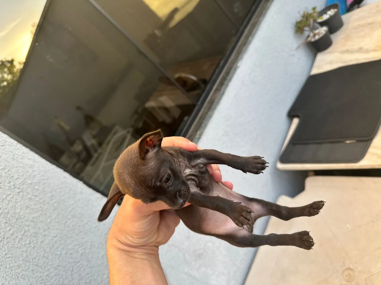 Vendo Filhote de Pinscher macho