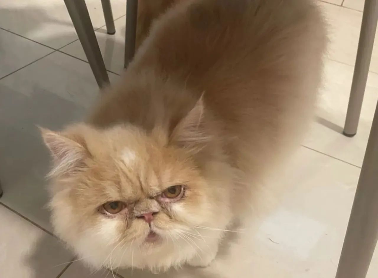 Gato Persa64167817810051122