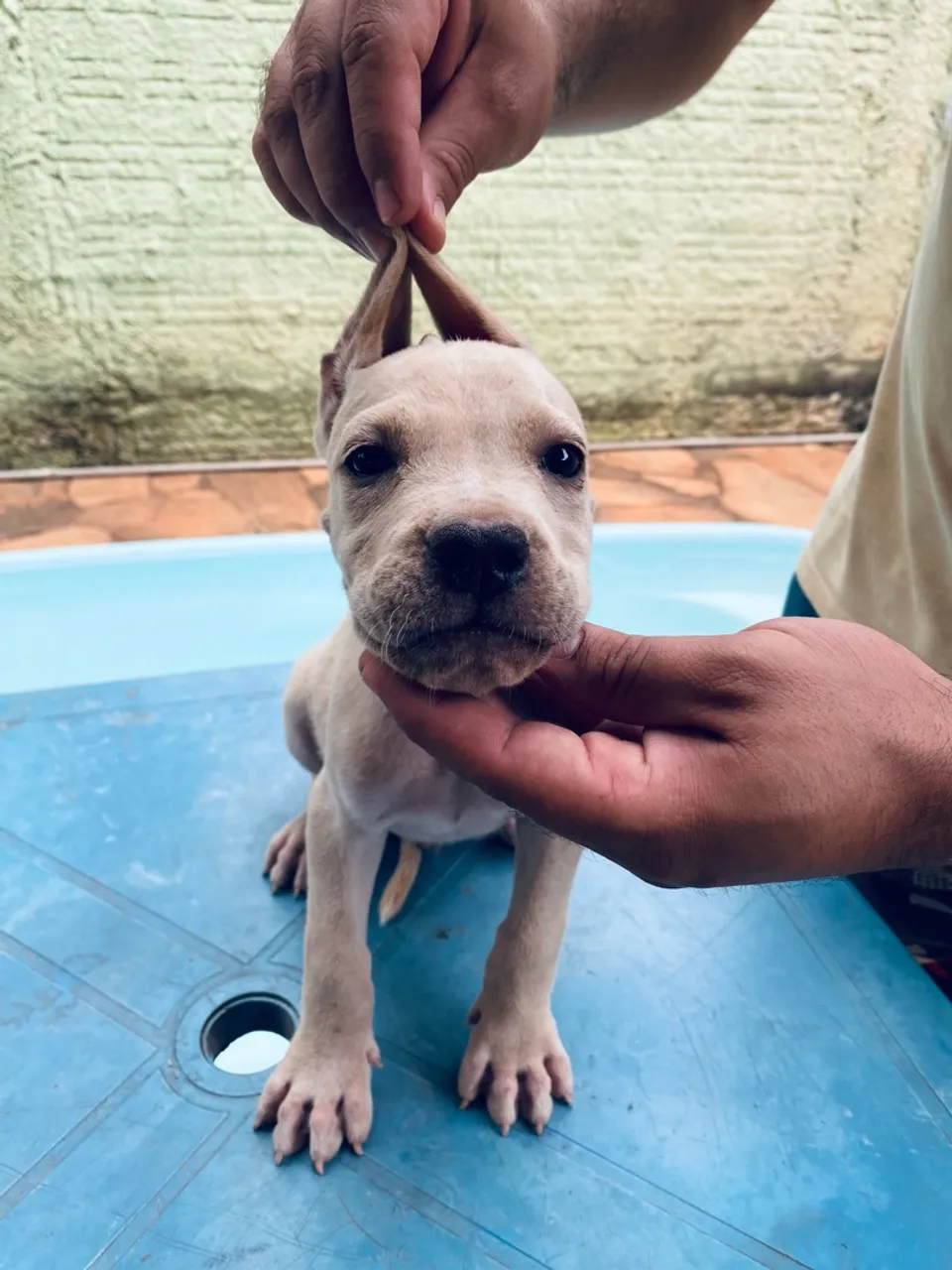 Filhotes de Cane Corso italiano disponível