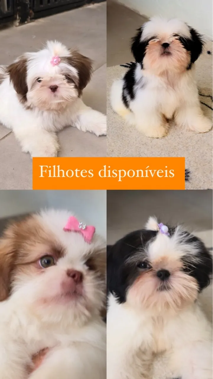 Filhotes Shih Tzu!