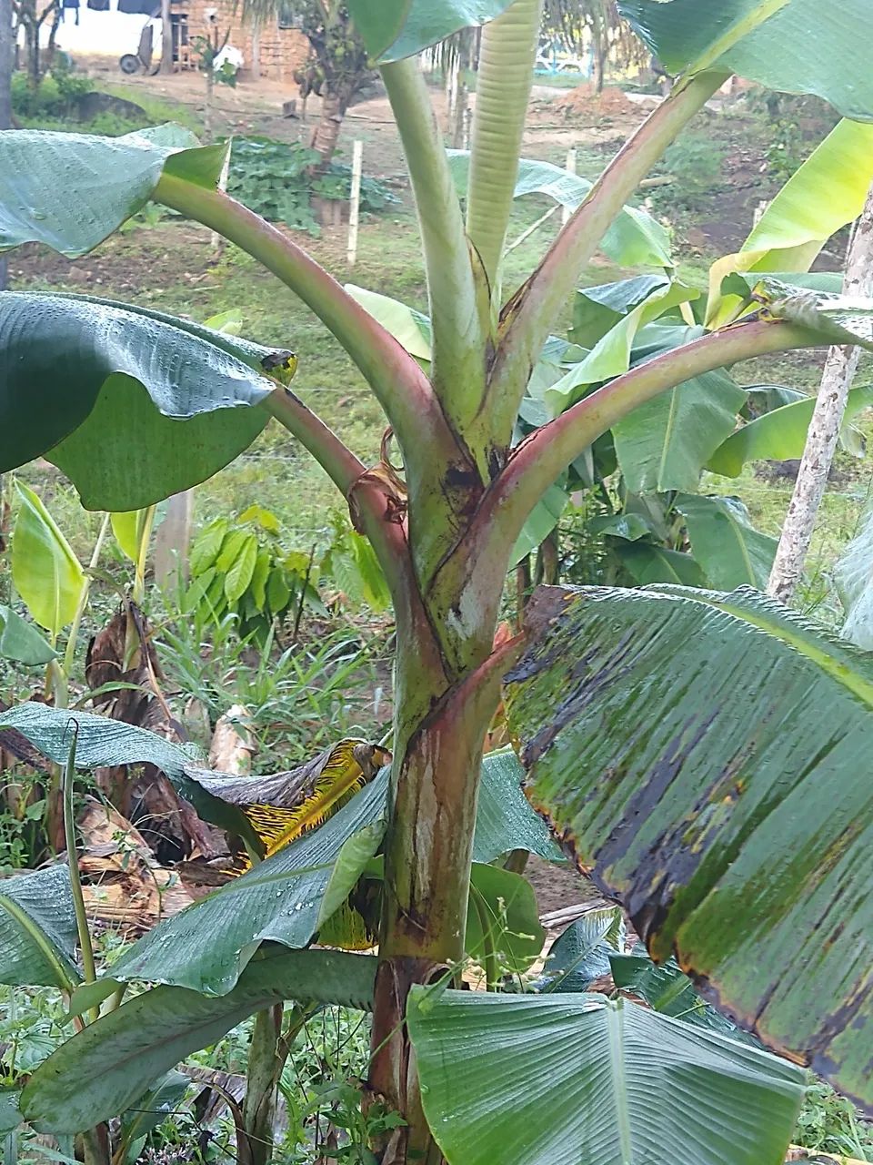 Muda banana da terra  - Foto 3