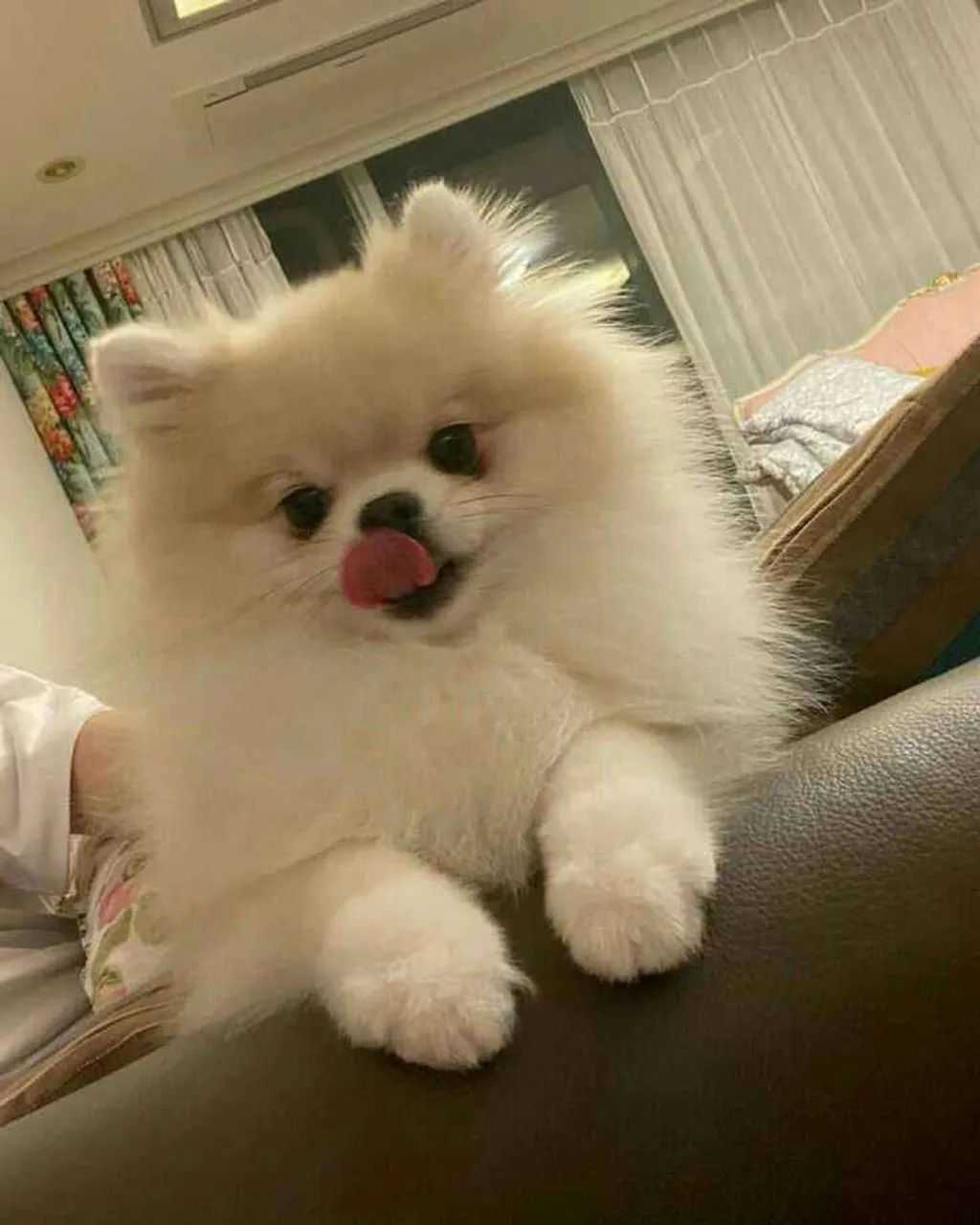 Filhote Spitz Alemão, Prepare-se para momentos inesquecíveis ao lado do seu novo amigo!