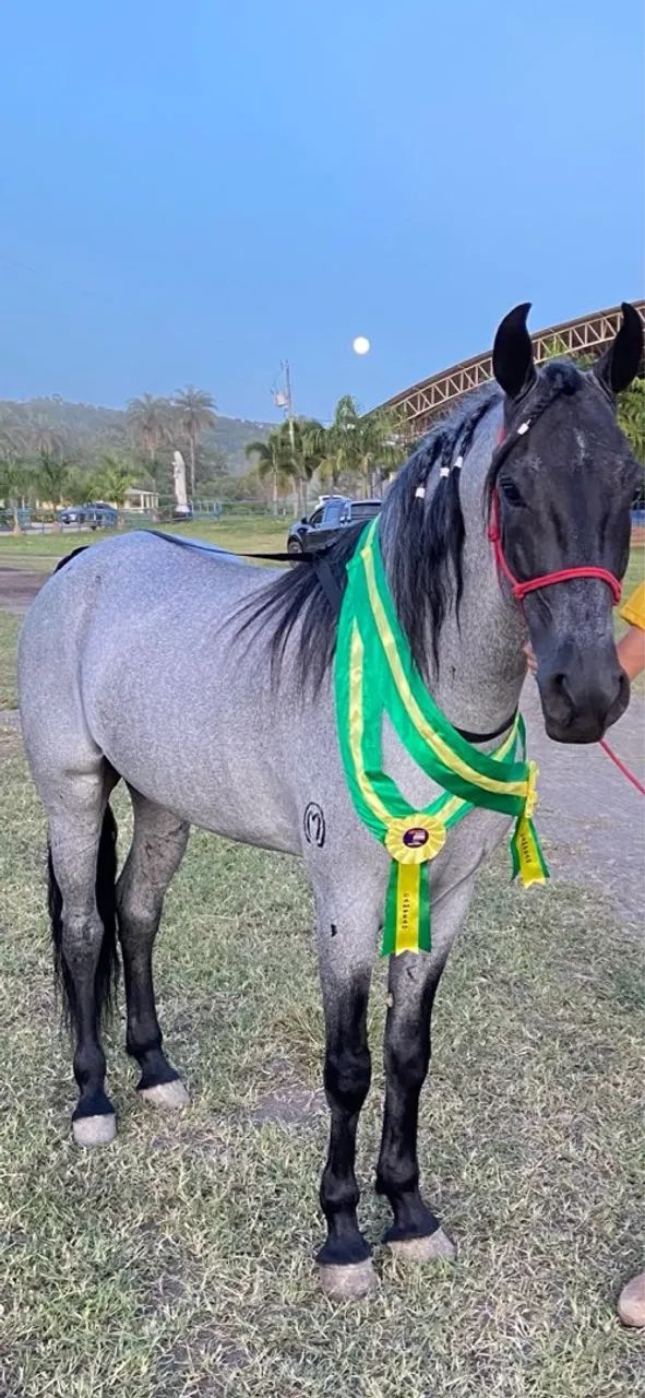 Mangalarga Marchador