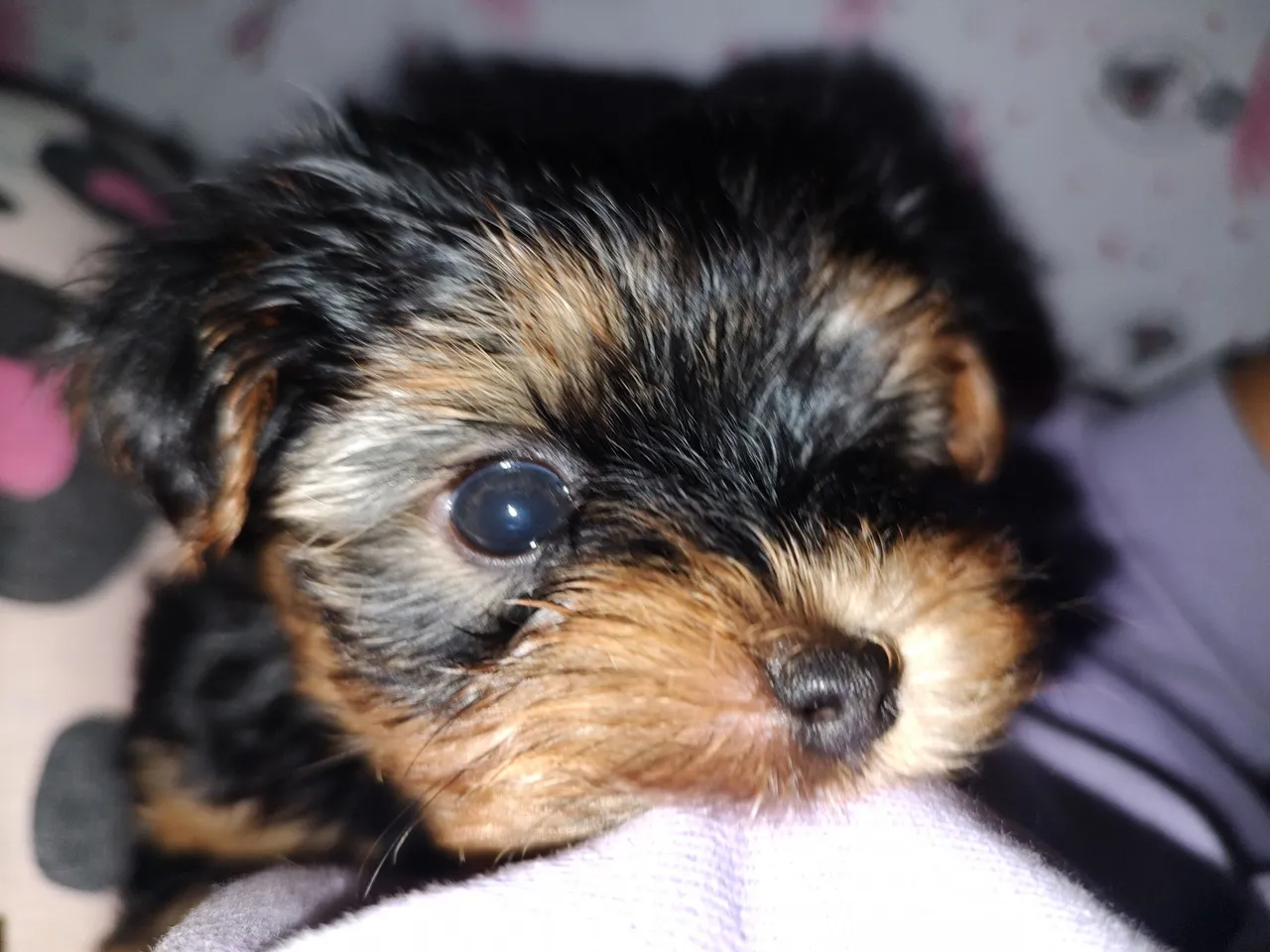 Filhote de Yorkshire Terrier