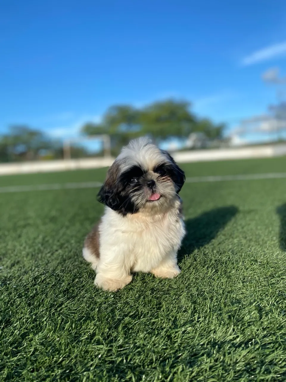 Filhotes de Shihtzu Fêmeas disponíveis Pedigree CBKC