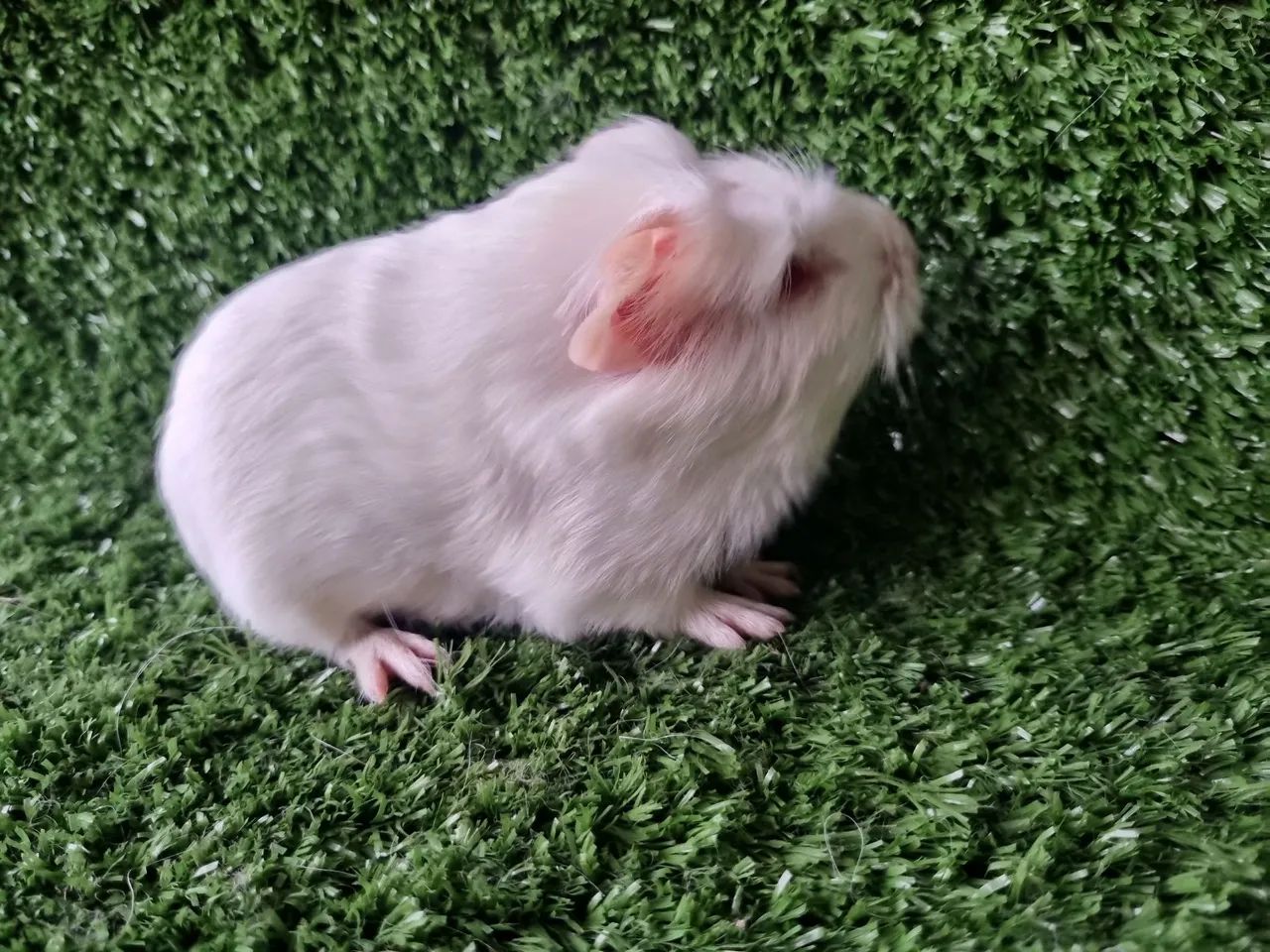 Porquinho da Índia  - Foto 6