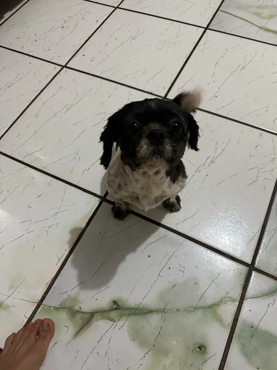 Shih tzu - Foto 3