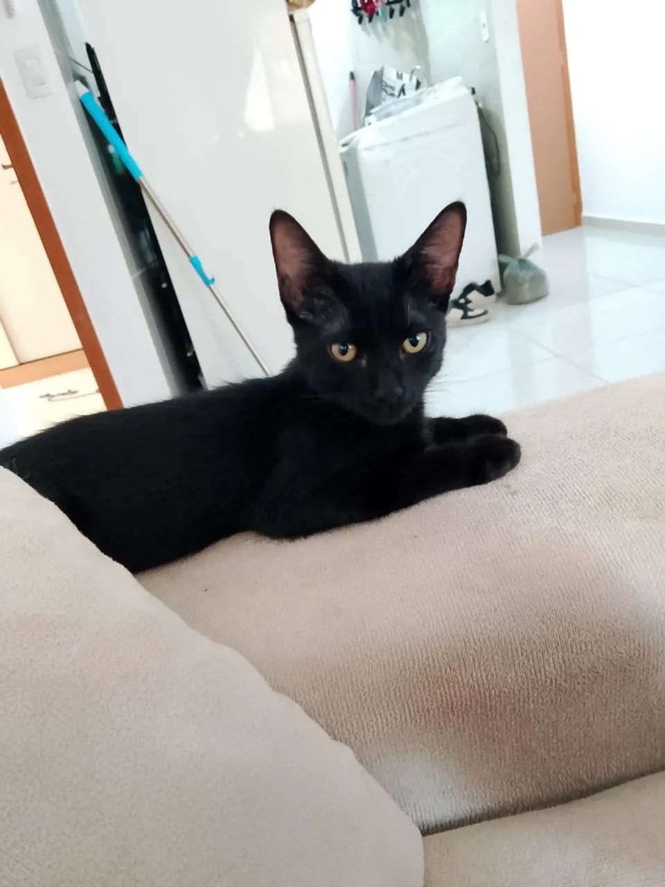 Gatos para adoção  - Foto 2