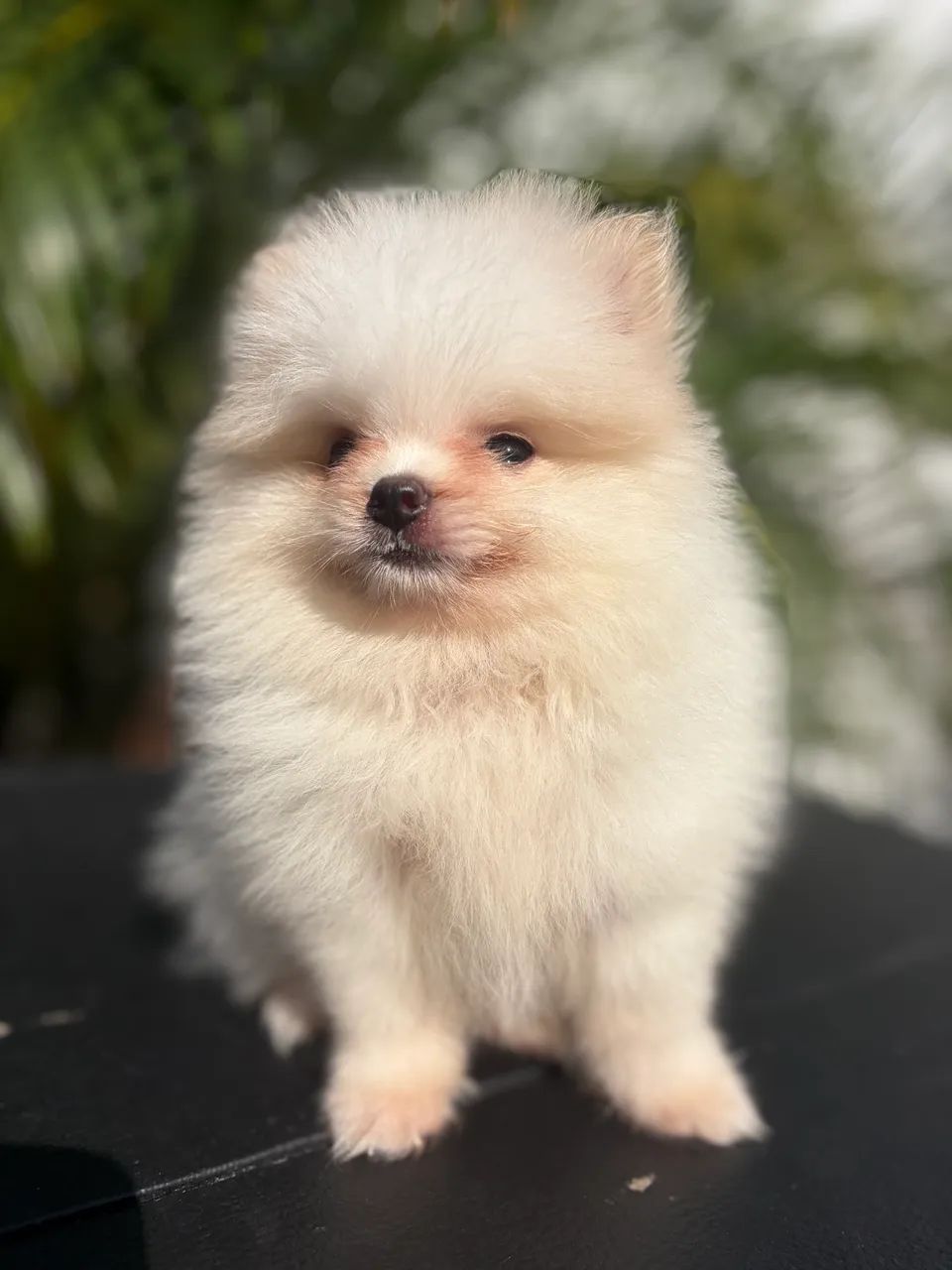 Spitz alemão MACHO - Foto 4