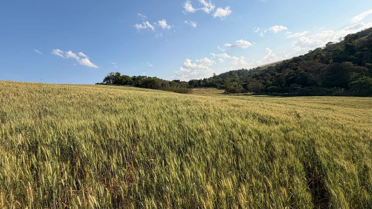 Sítio 10,5 Alqueires - Terra Roxa - 23 km de Campo Mourão - Foto 3