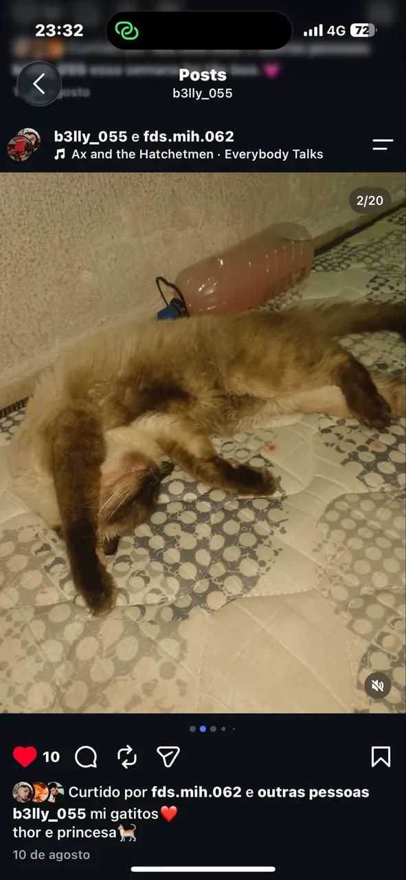 Gatos  - Foto 3