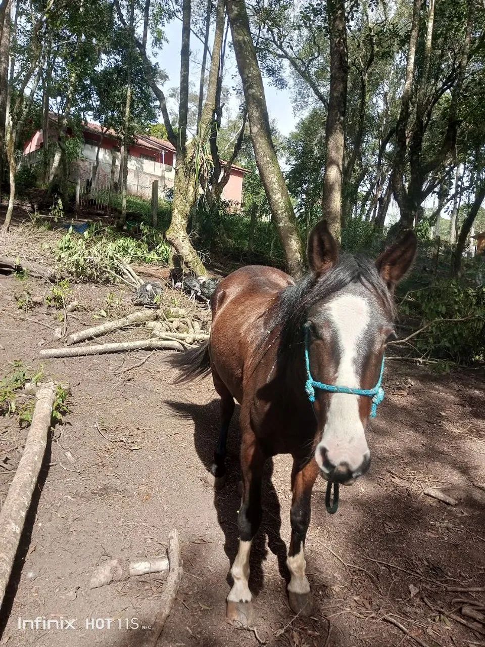 Vendo ou troco égua de 5 anos  - Foto 4