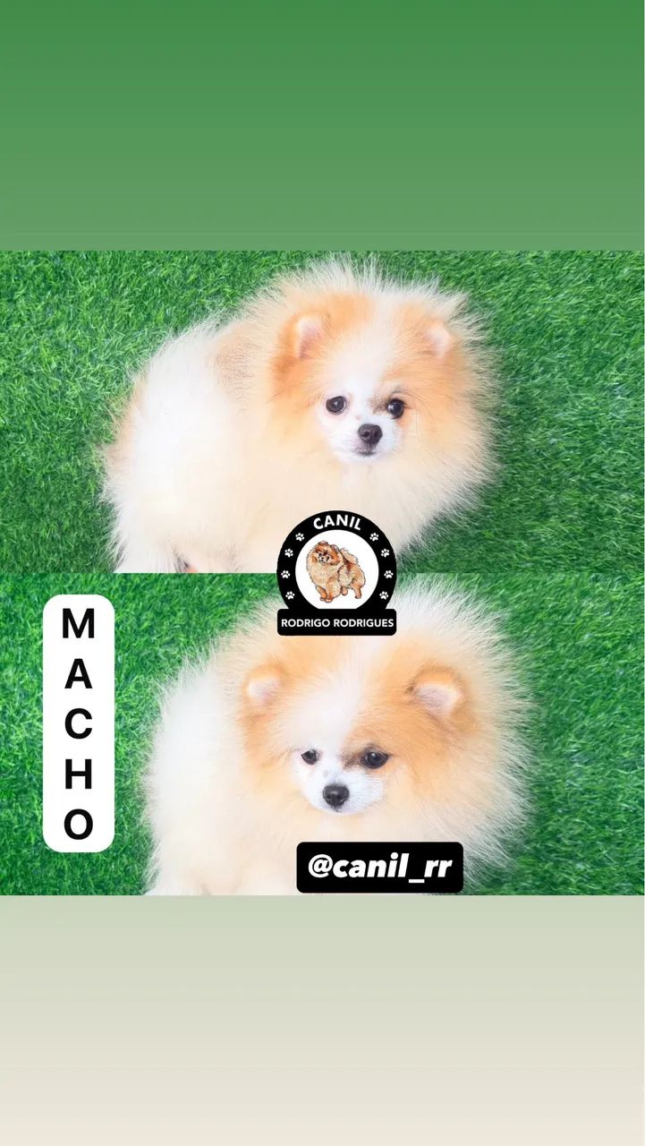Lulu macho anão  - Foto 3