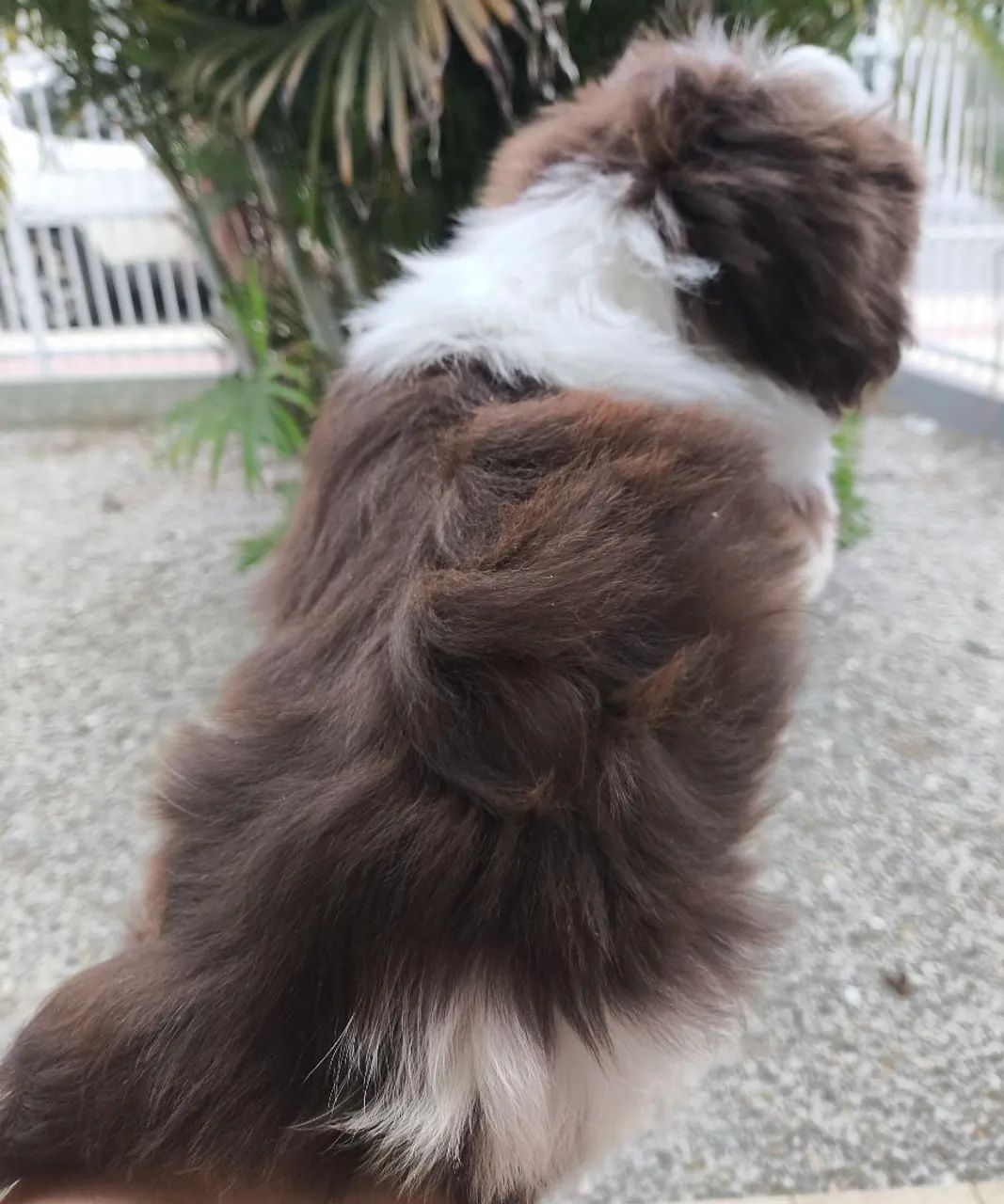 Filhote macho Shih Tzu chocolate  - Foto 4