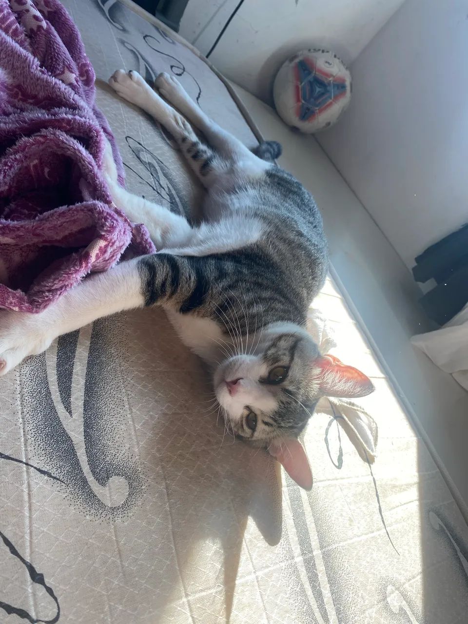 Gato macho - Foto 2