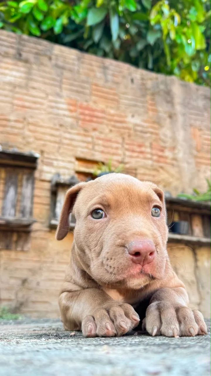 Pit monster - Foto 2