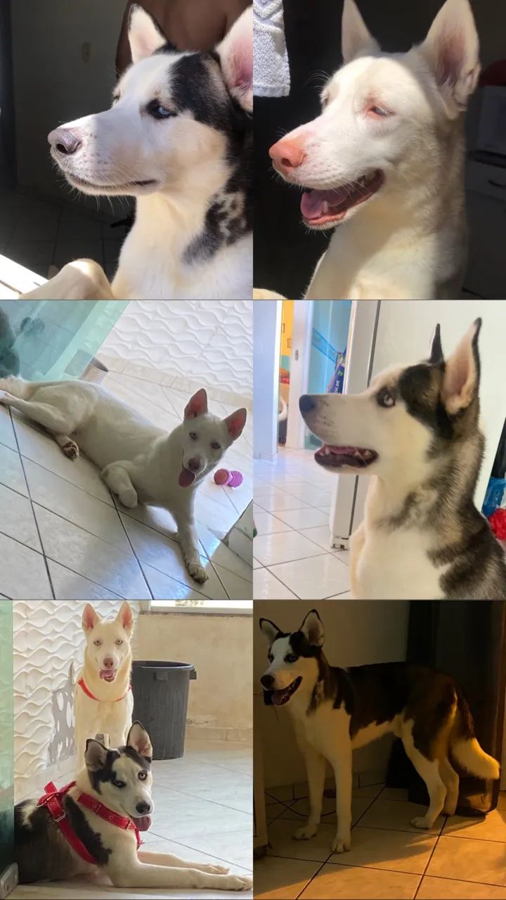 Filhote de Husky (Macho) - Foto 5