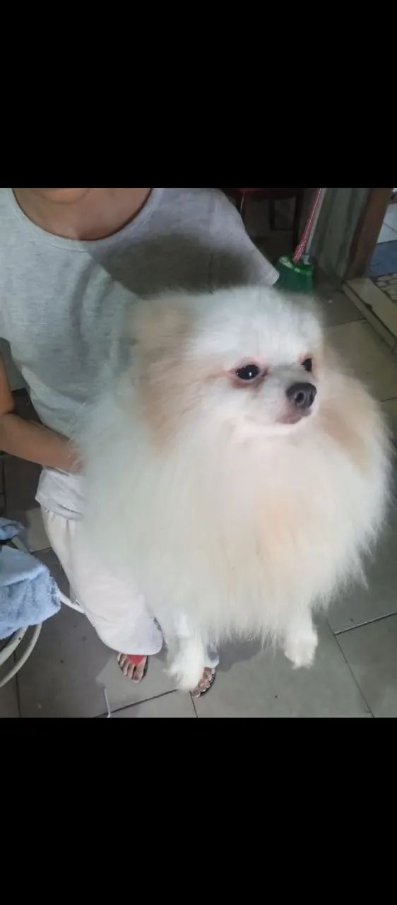 Lulu Pomerânia  - Foto 2