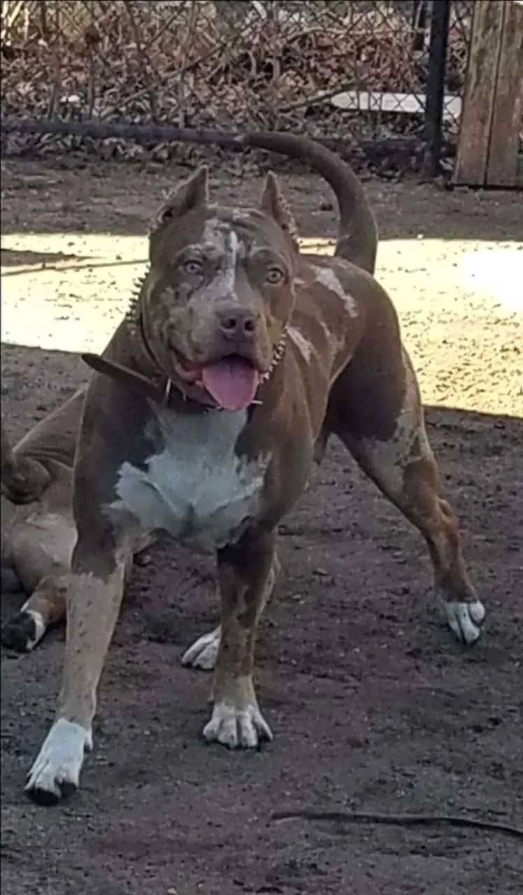 Filhotes pitmoster