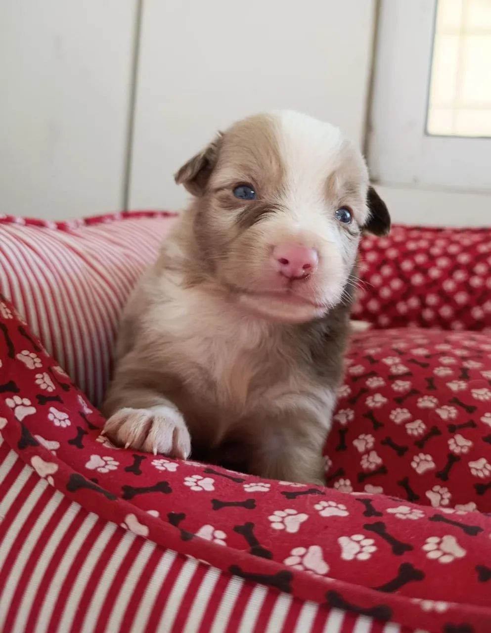 Border Collie, filhotes com cores exóticas.