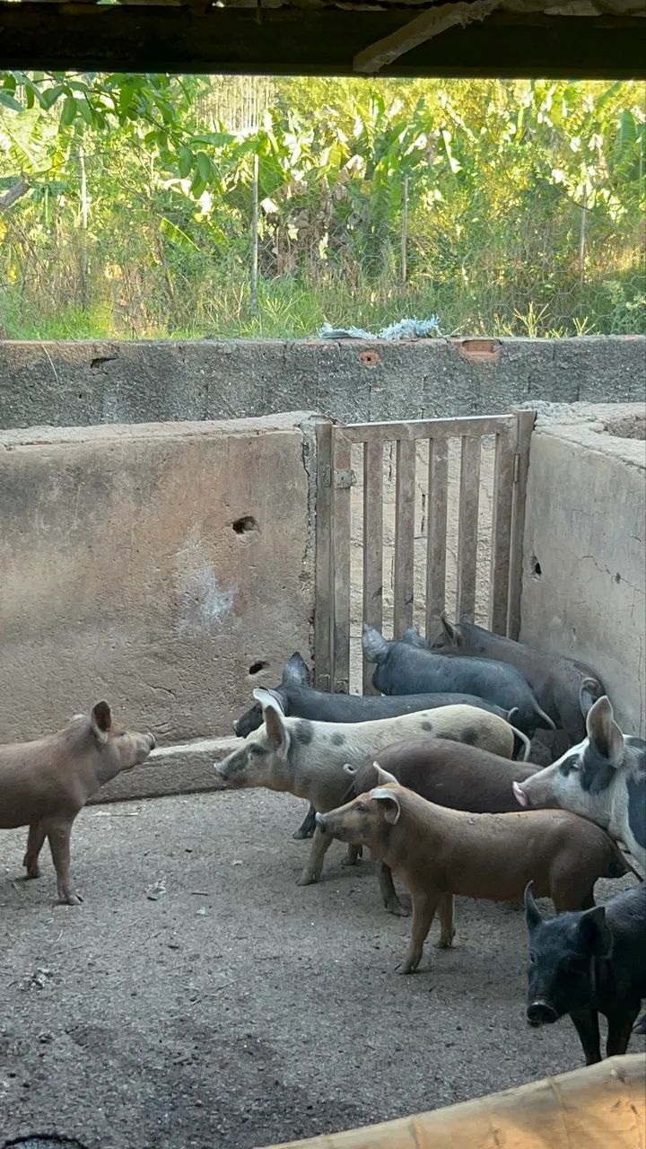 Leitoa e Leitão Caipira