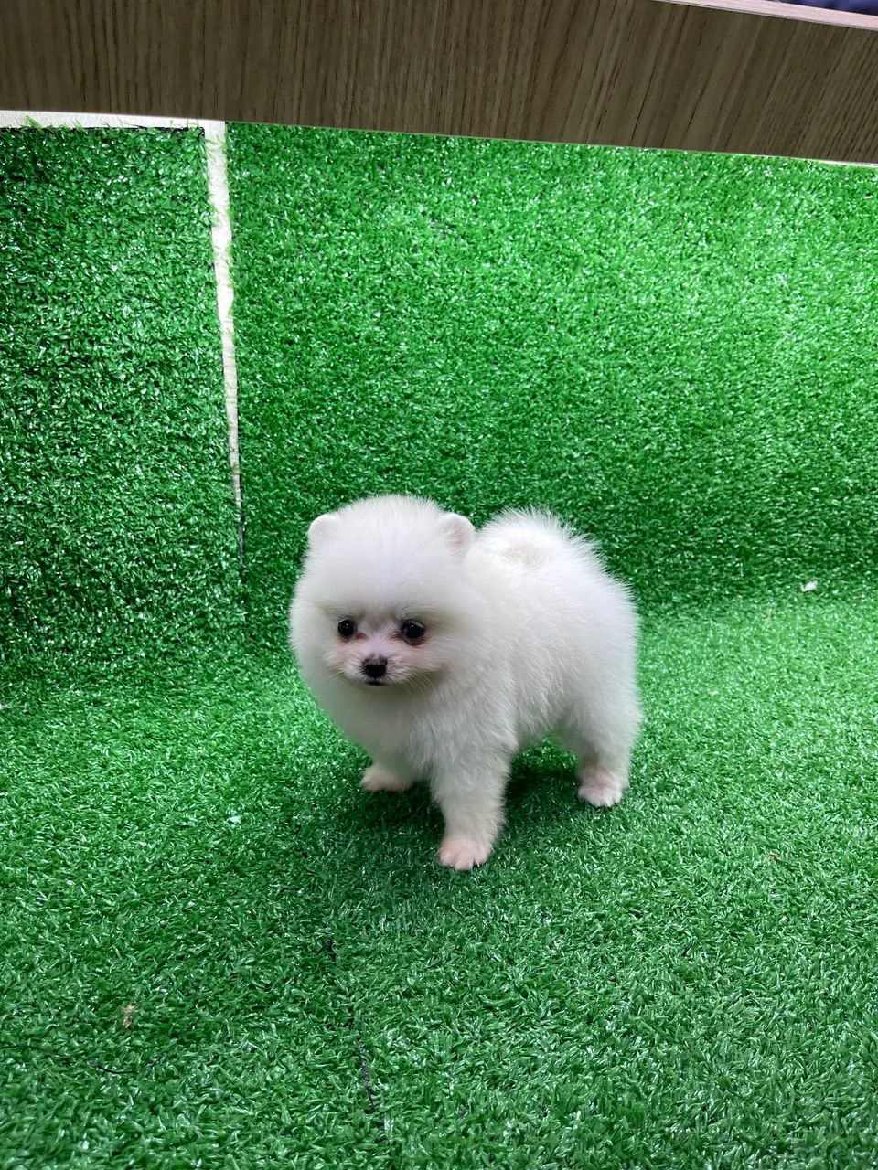 Lulu da pomerania machinho branco neve, branco pérola e laranja