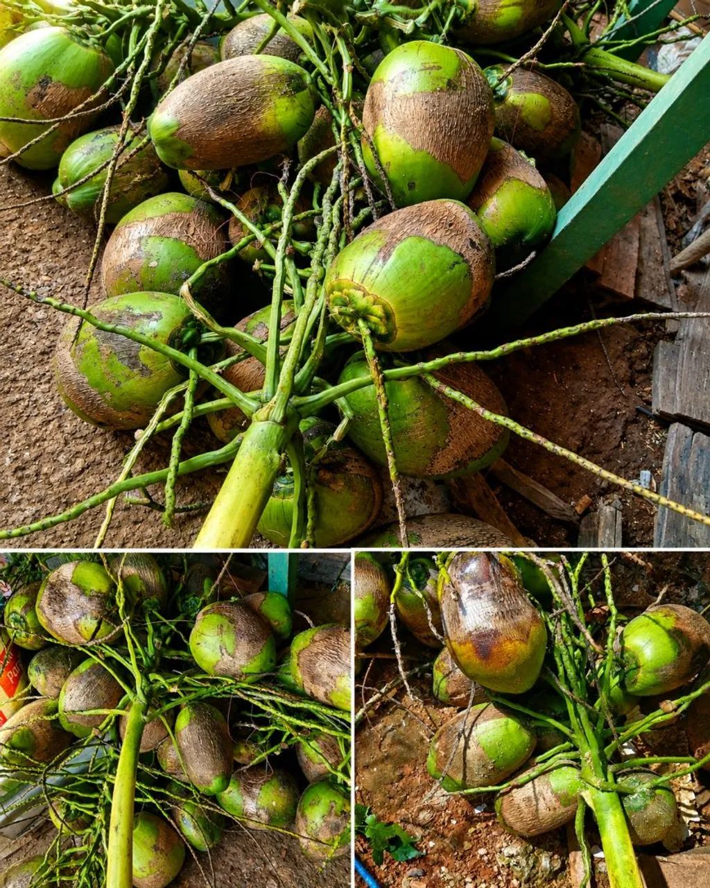Coco fresco