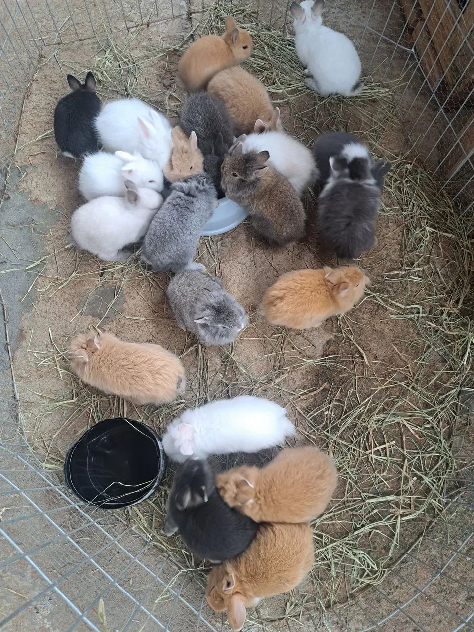 Mini coelhos filhotes  - Foto 3