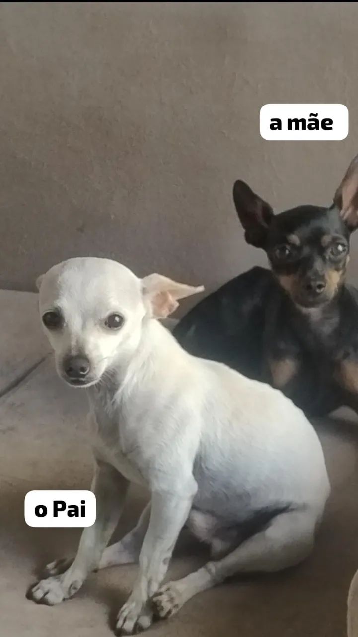 Pinscher 1 - Foto 4
