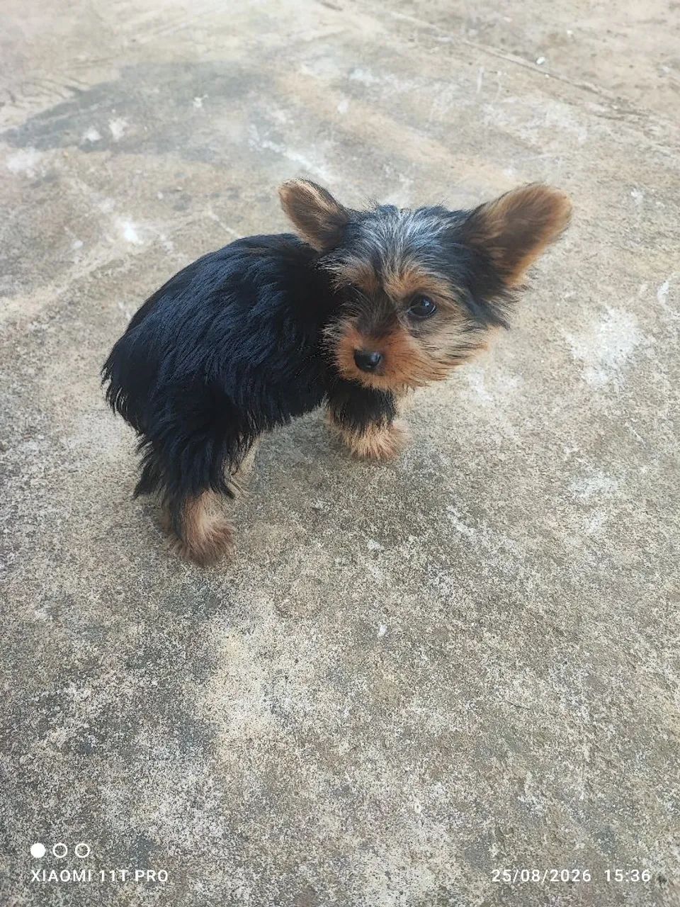 Yorkshire Terrier macho - Foto 3