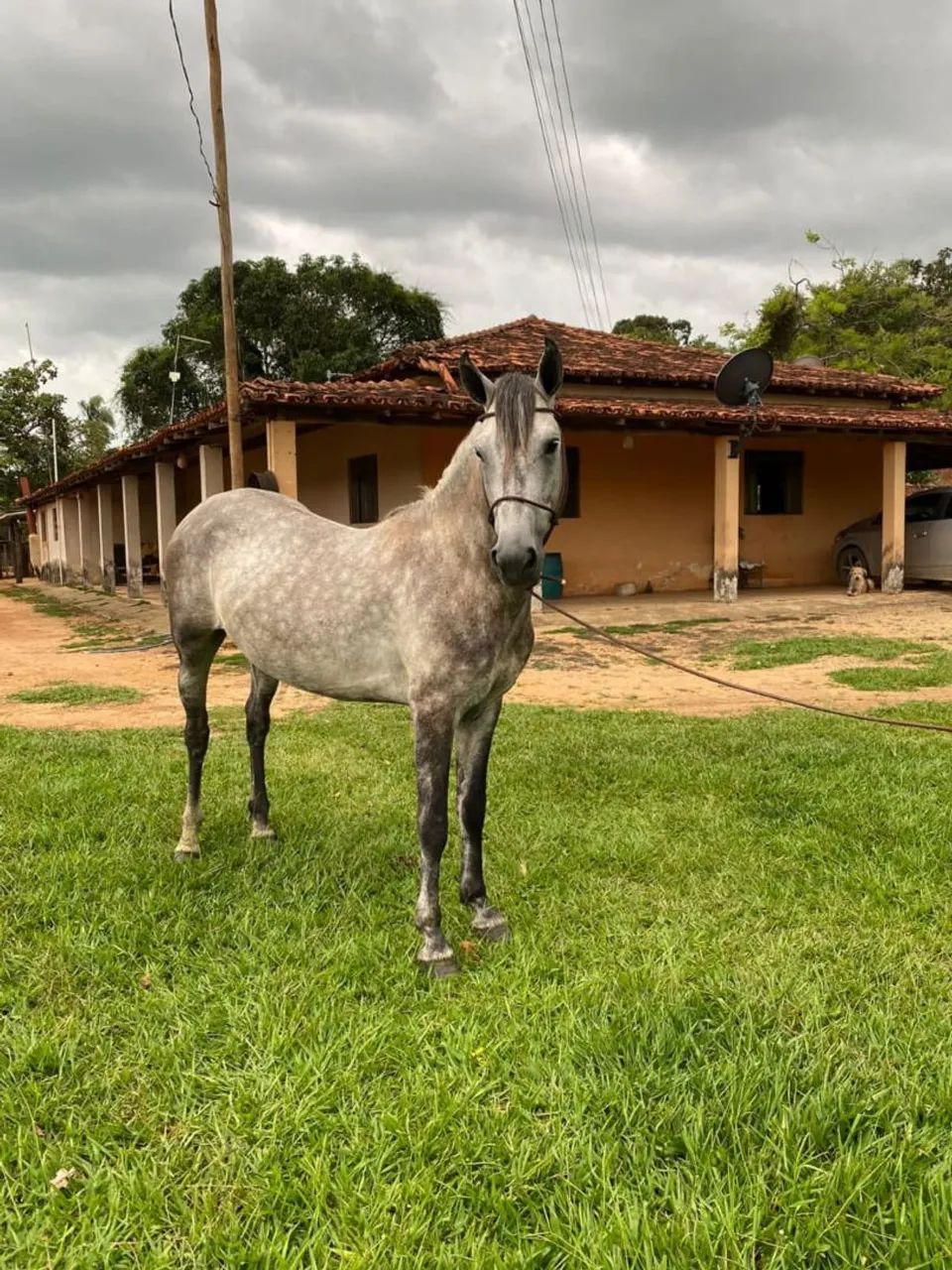Vendo cavalo Mangalarga Machador 