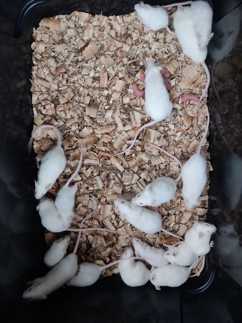 Camundongos  - Foto 6