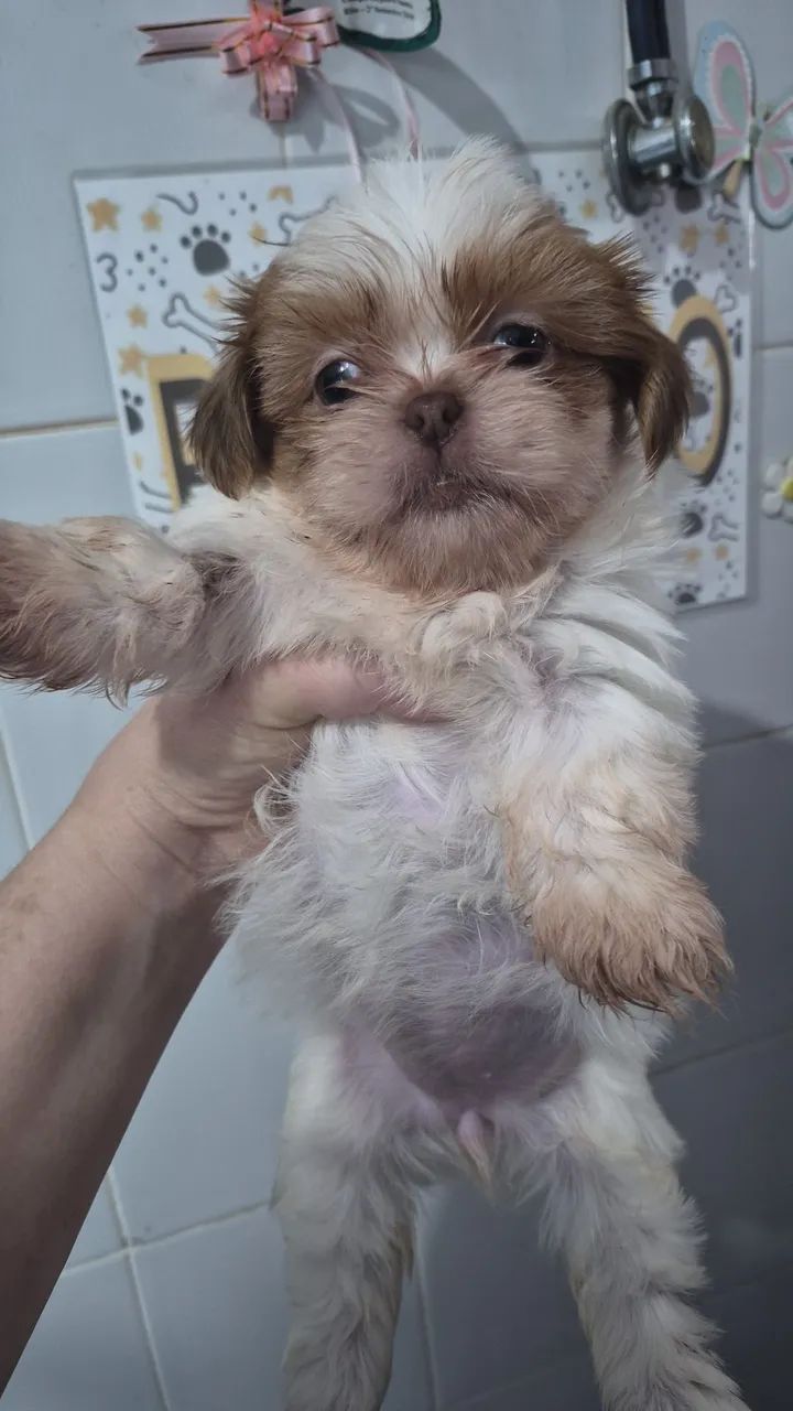 Fêmea  de s vermelha  e branca