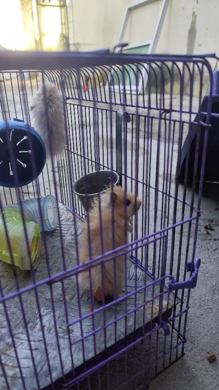 Hamster  - Foto 3