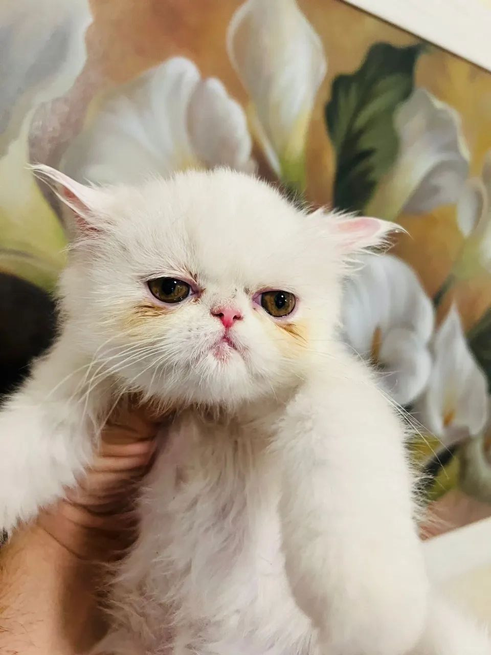 Gato persa 
