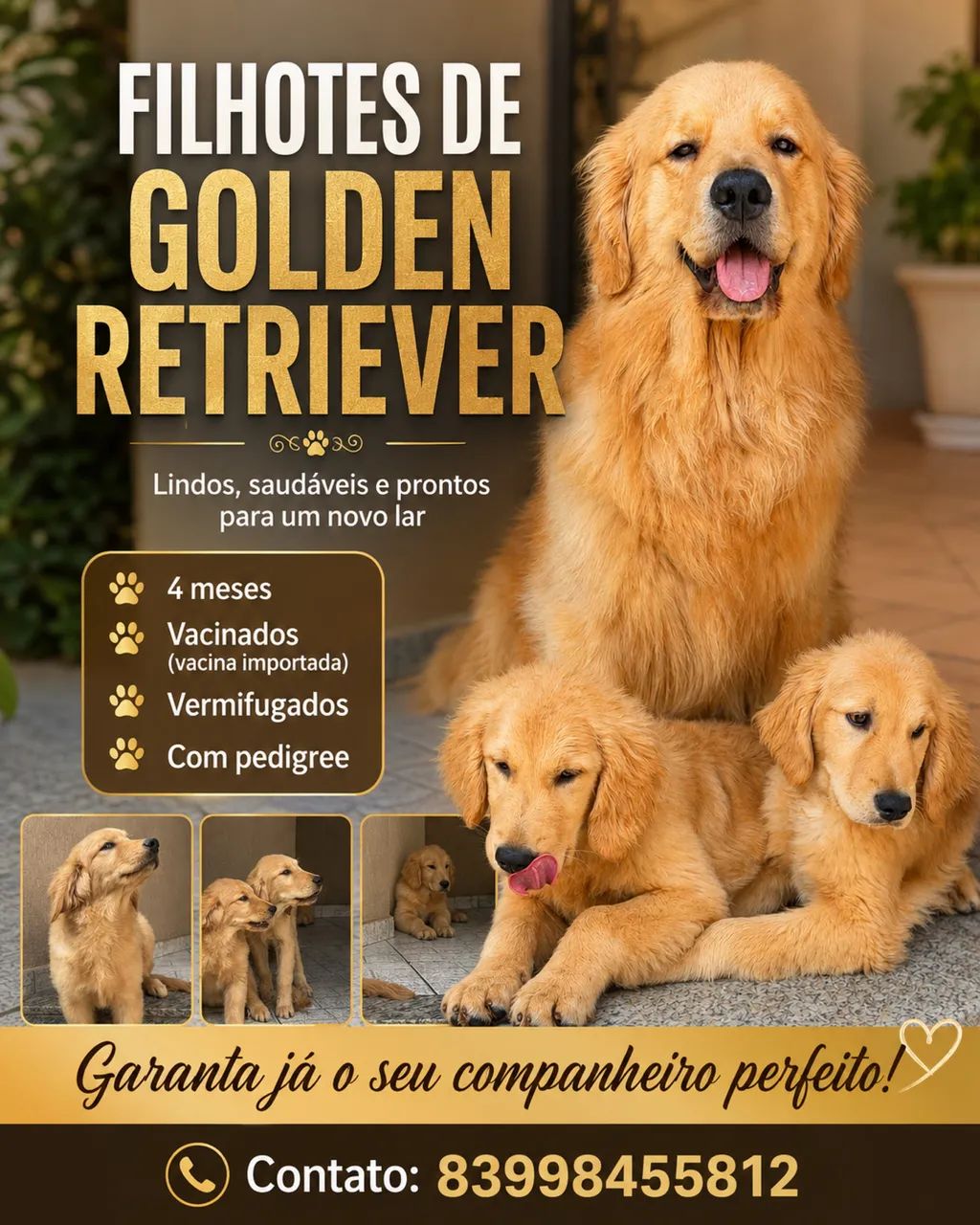Filhotes de Golden Retriver  - Foto 2