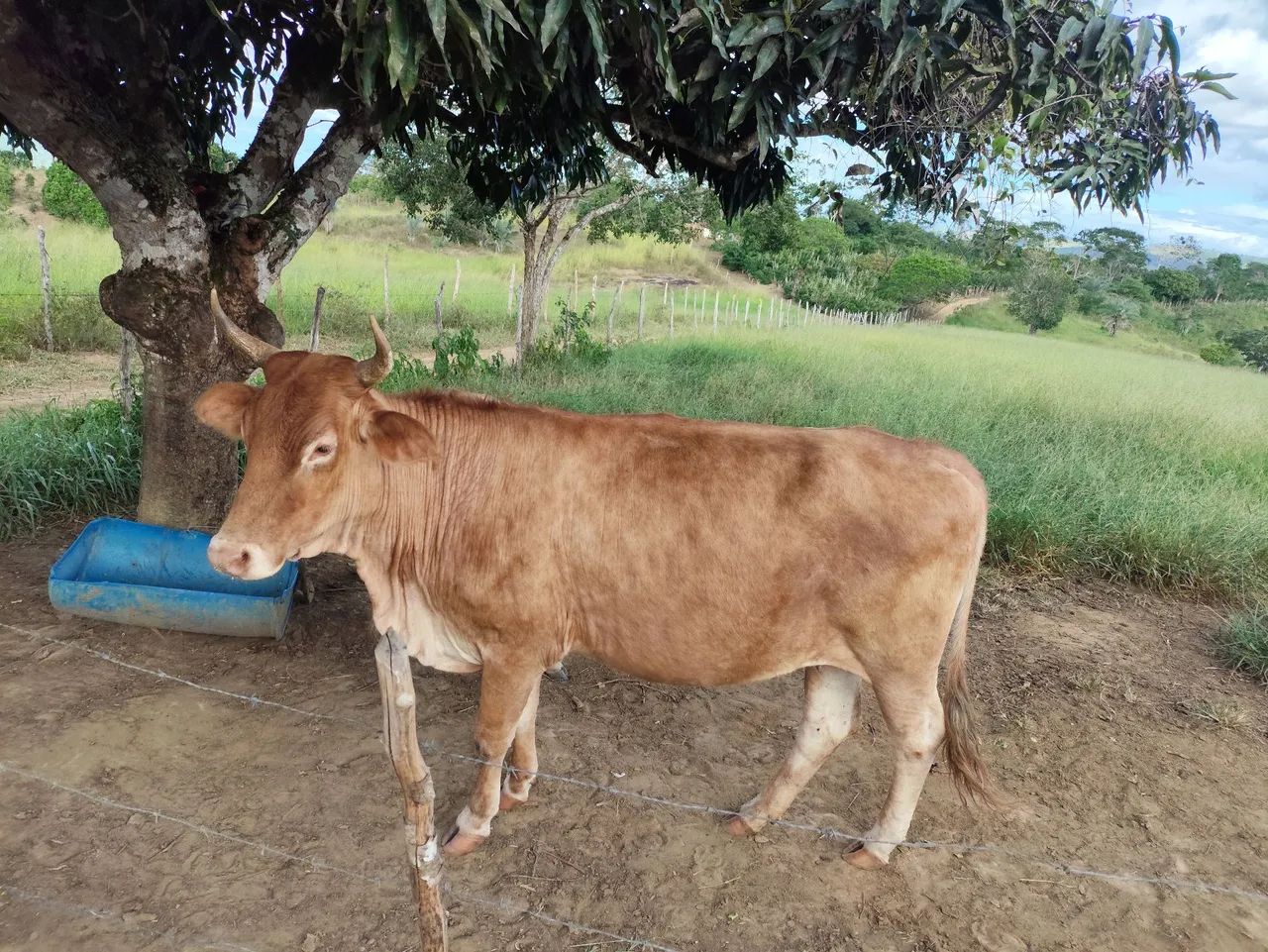 Vendo essa vaca  - Foto 3