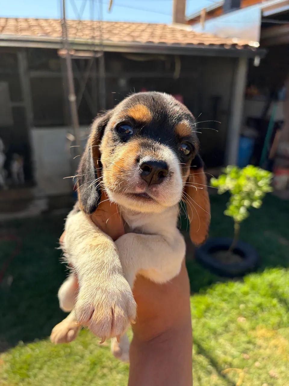 Filhote de beagle  - Foto 2
