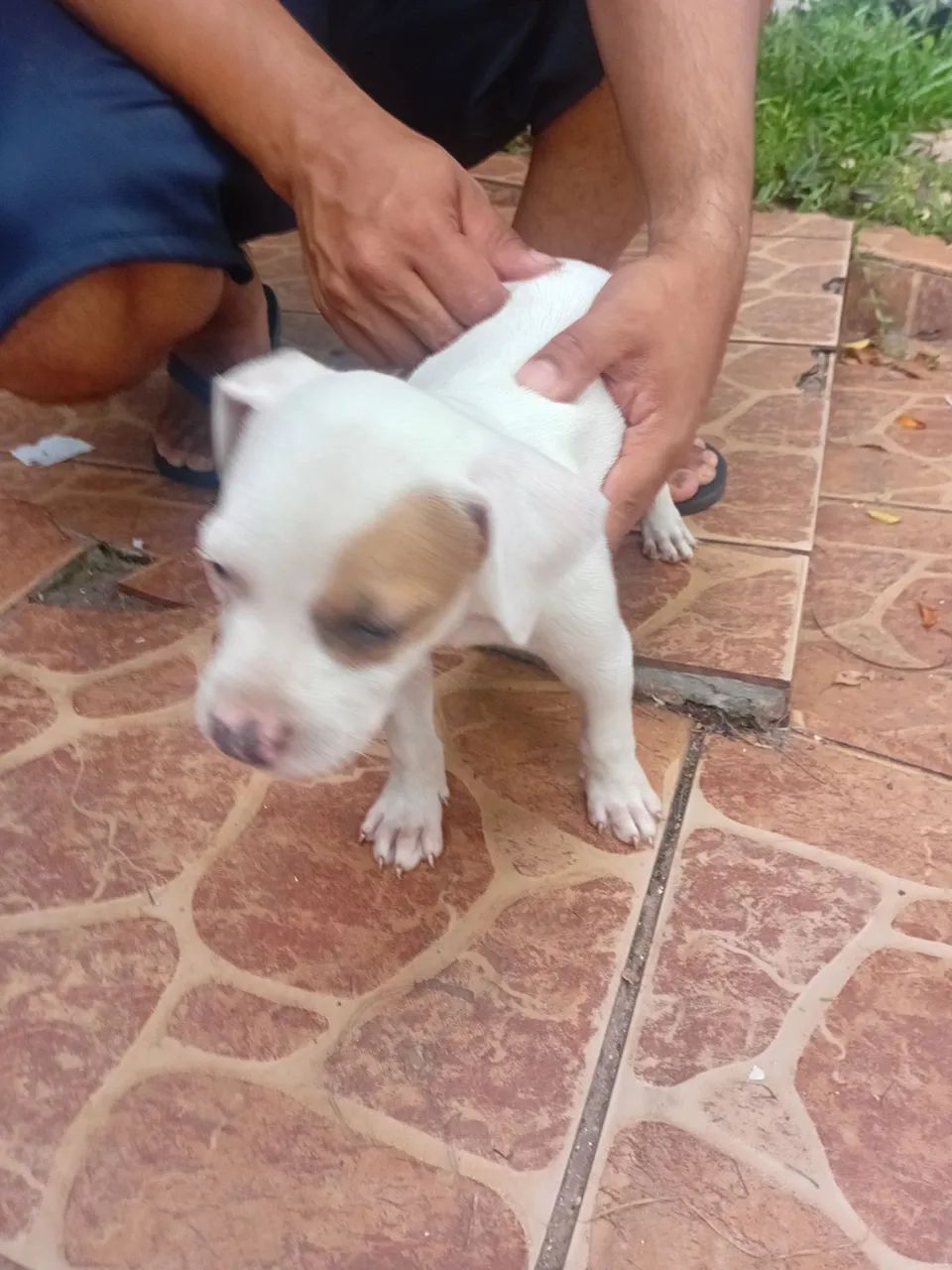 Filhote Pitbull Fêmea  - Foto 2