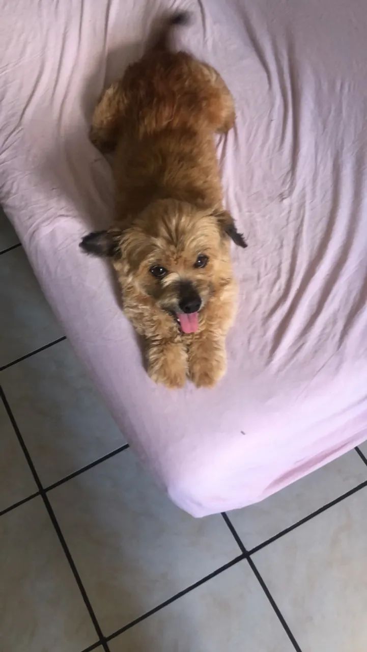 Estou doando este cachorro chipisao 