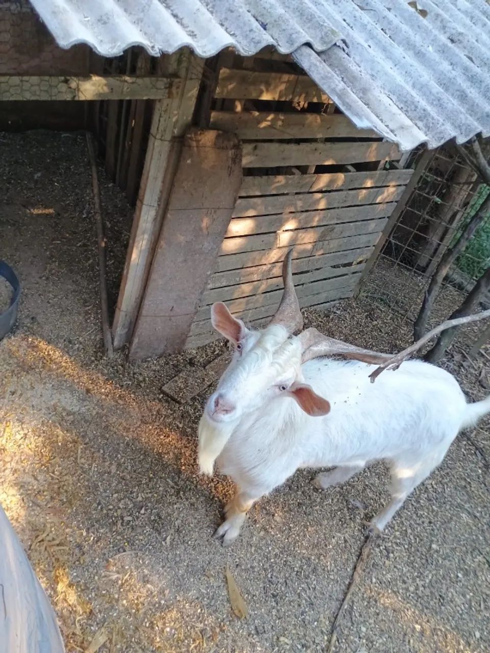 VENDO 1 Bode da raça Sani - Foto 3