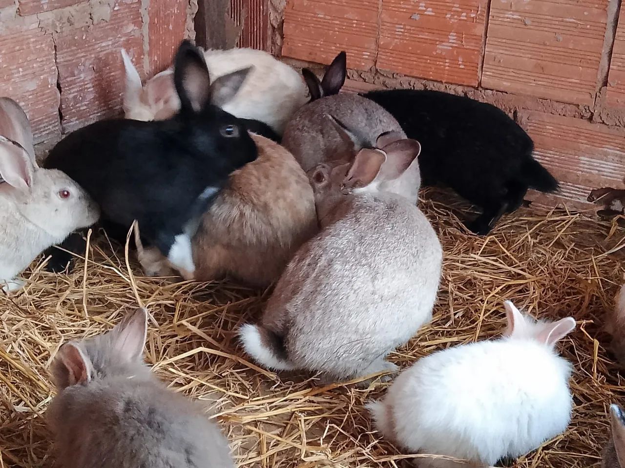 COELHOS - Foto 3