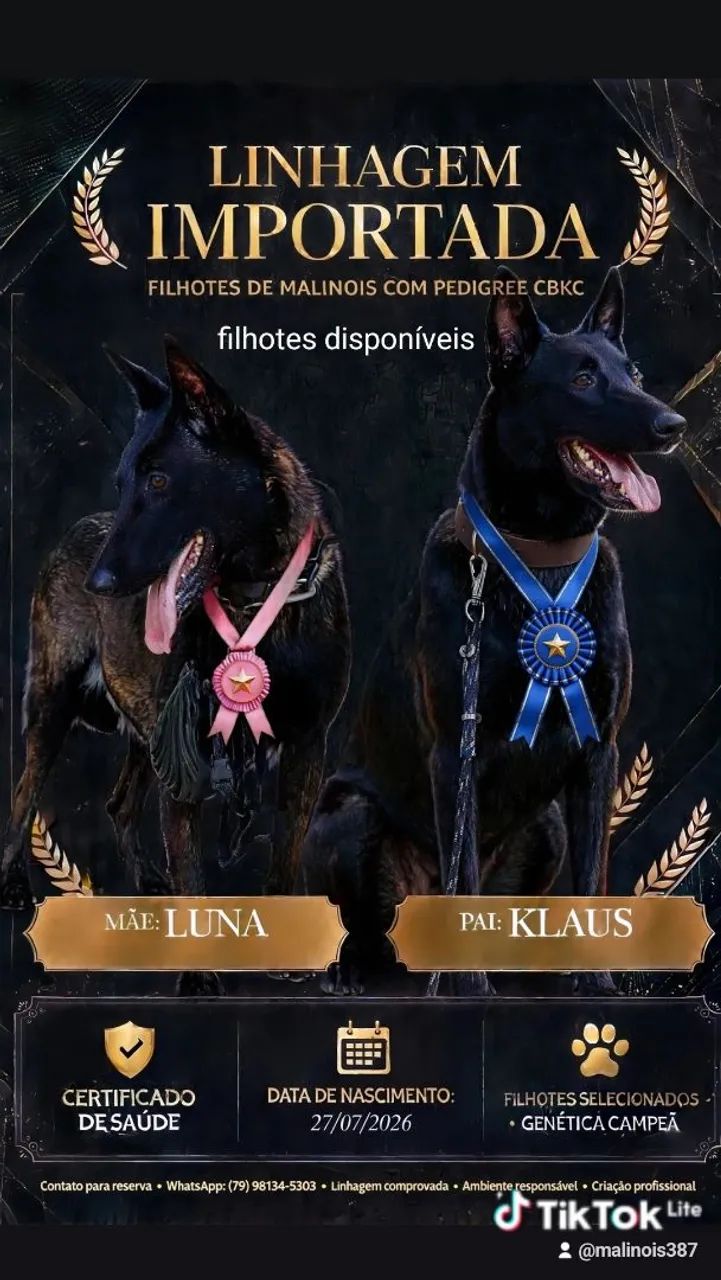 Pastor belga de malinois 