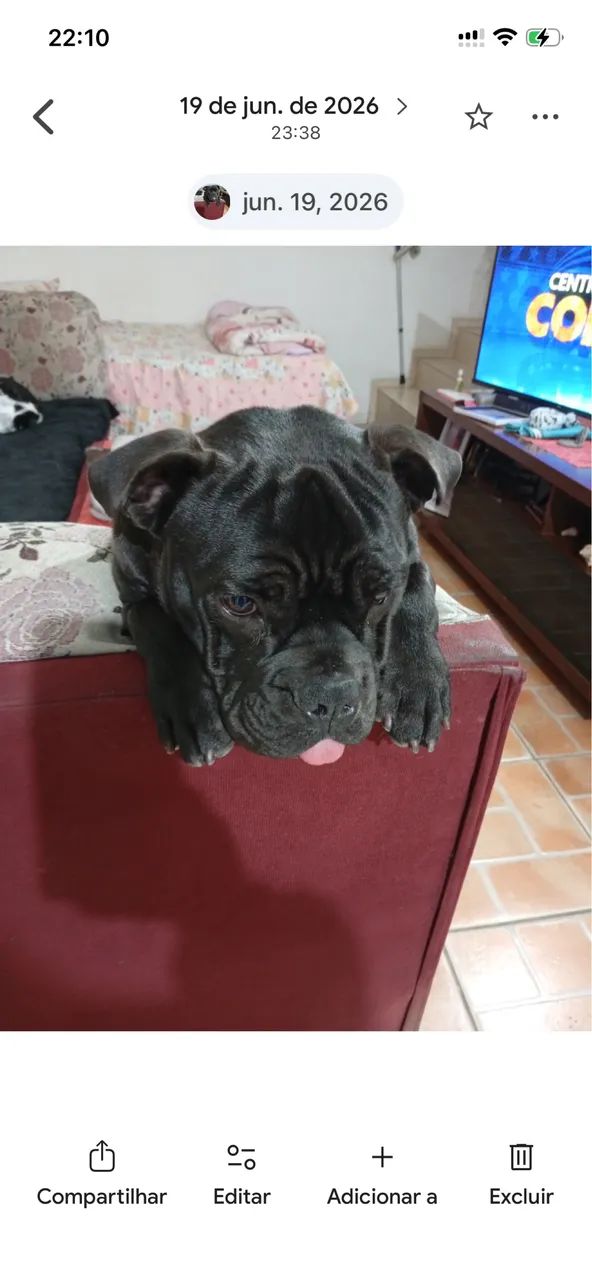 Vende se cachorro  - Foto 2