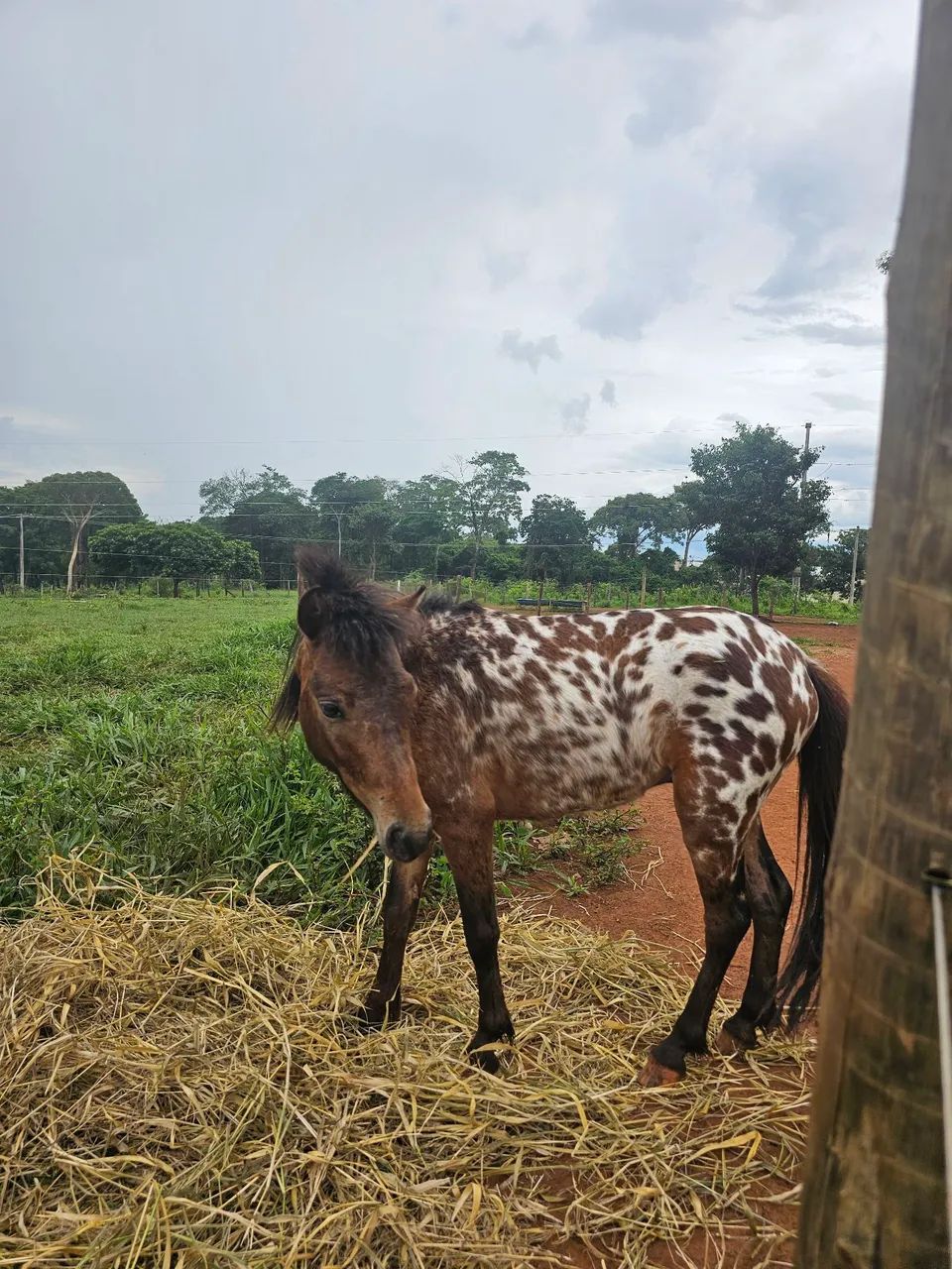 Ponei apaluza macho e uma ponei fêmea 
