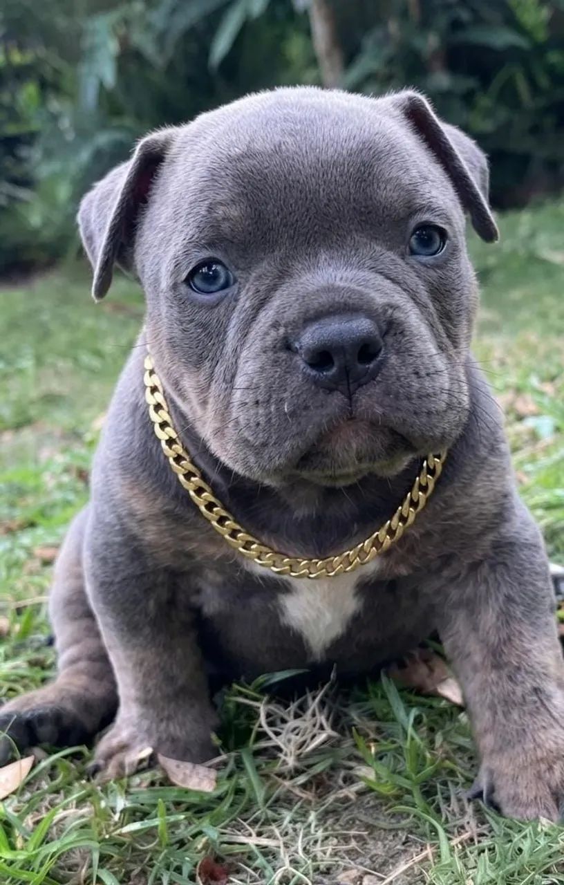 American bully a partir de 2499
