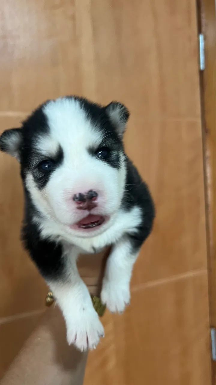 Filhotes de Rusck Siberiano  - Foto 3